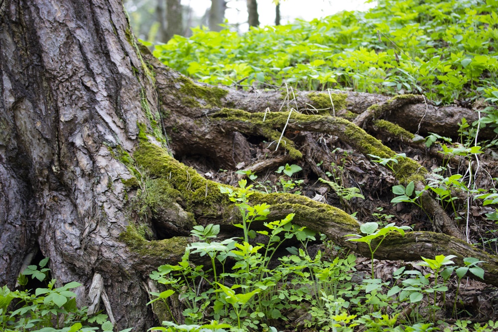 Hausservice und Gartenservice aus Ottnang am Hausruck